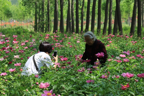 菏澤市東明黃河森林公園游客觀賞牡丹、芍藥。圖片來源：菏澤市攝影家協(xié)會